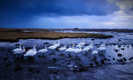 LE CHANT DU CYGNE